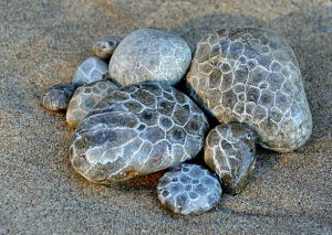 petoskey stone showing natural coral pattern on lakeshore